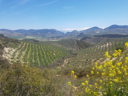 Olivar de montaña 900 metros