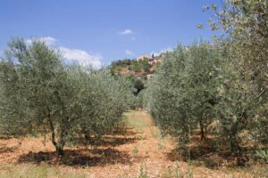Factores climáticos en el precio del aceite de oliva